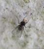 Medetera sp.